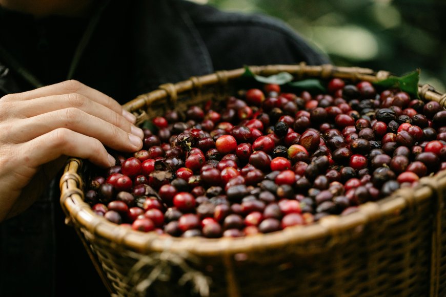 Café do estado de São Paulo é destaque nas exportações para China