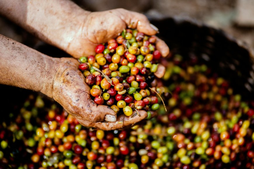 Rota Turística do Café: um mergulho na história e nos sabores de Serra Negra