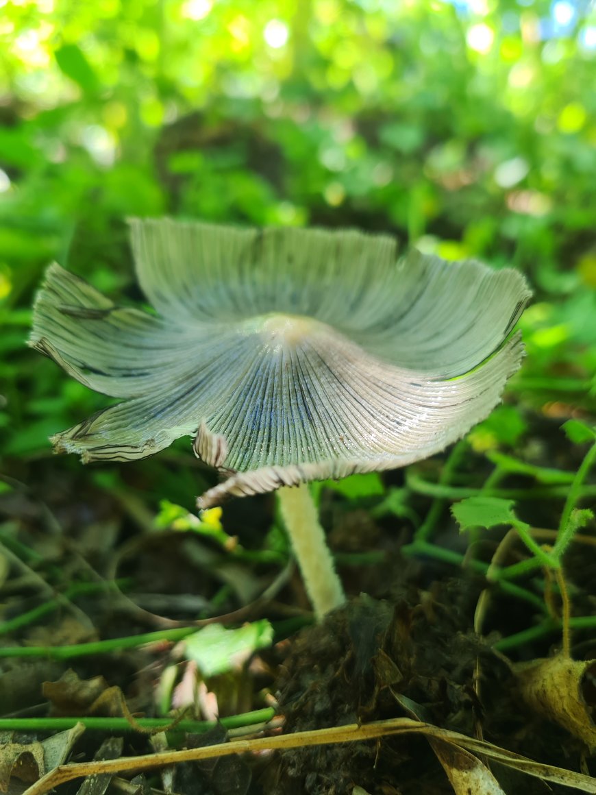 Vivência sobre fungos em Serra Negra: uma imersão na diversidade micológica